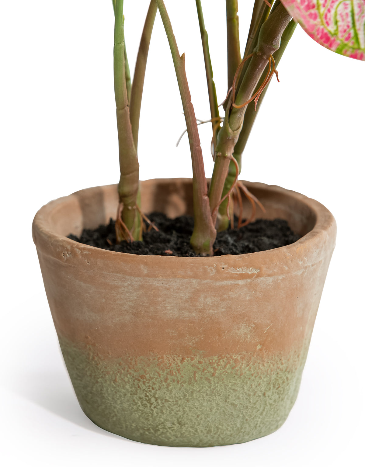 Ornamental Potted Caladium Plant
