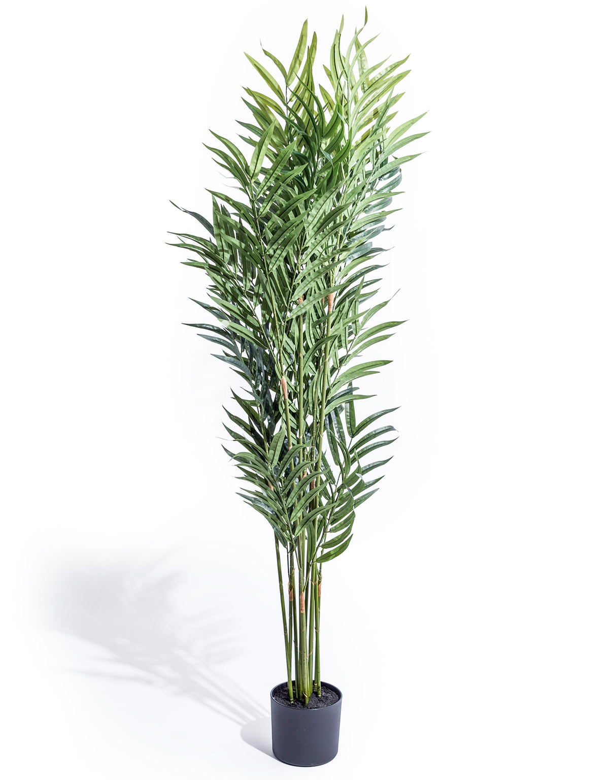 Extra Large Bamboo Tree