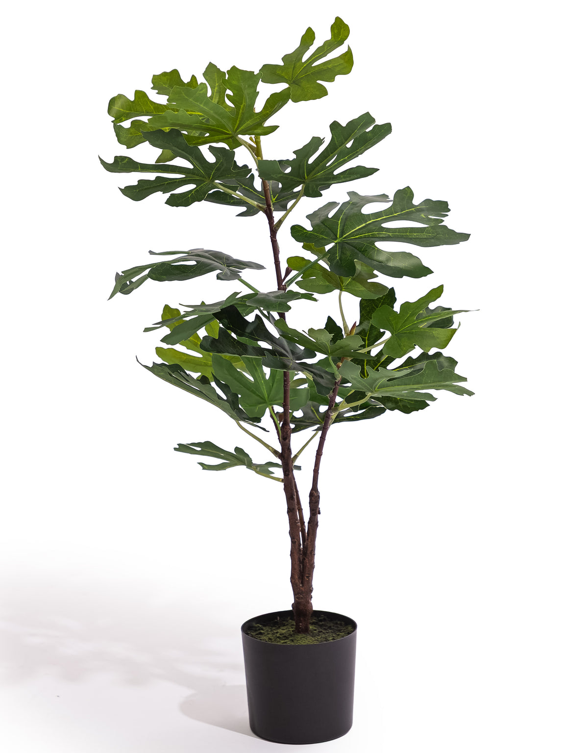 Ornamental Potted Fig Tree