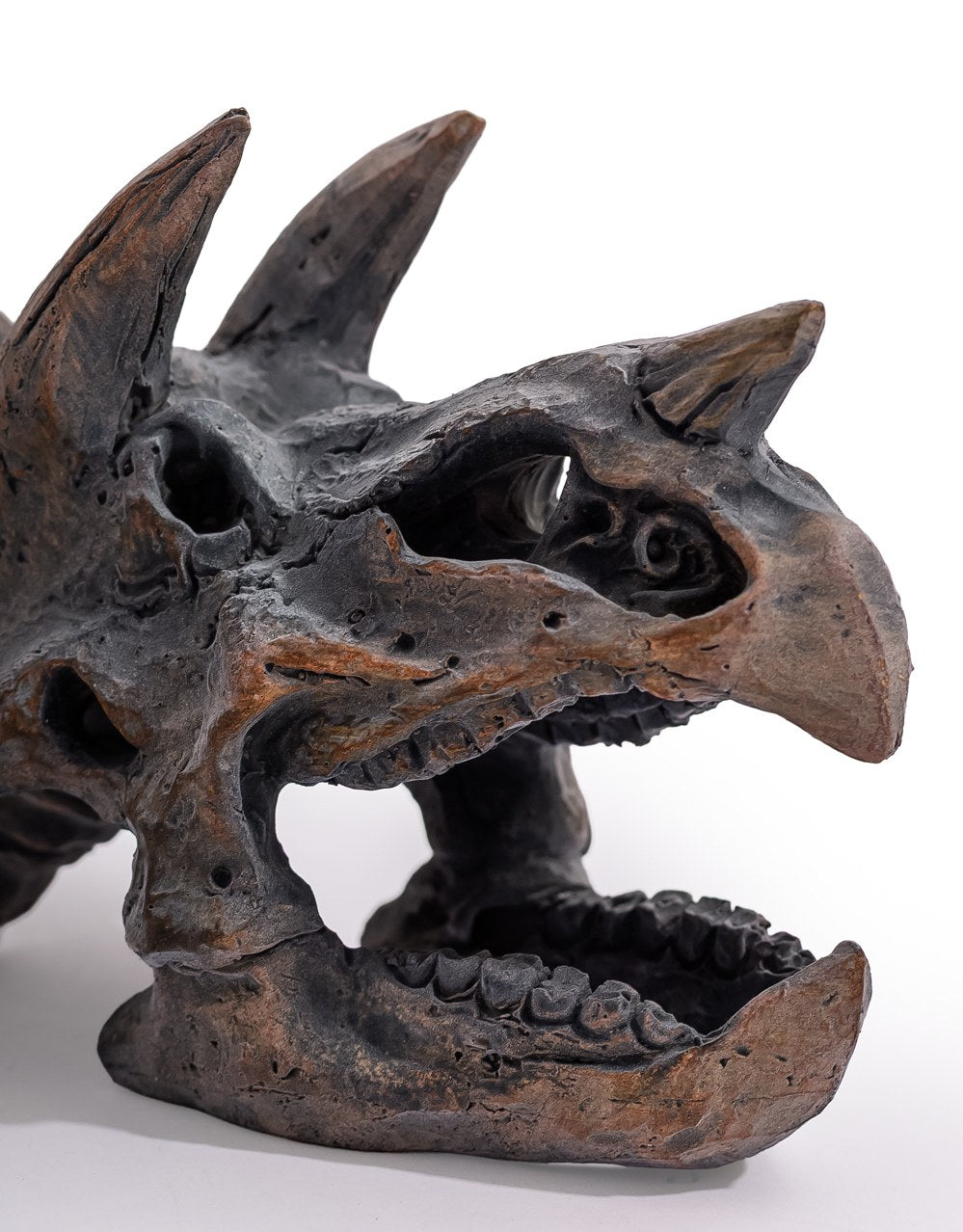 Triceratops Skull Table Decor