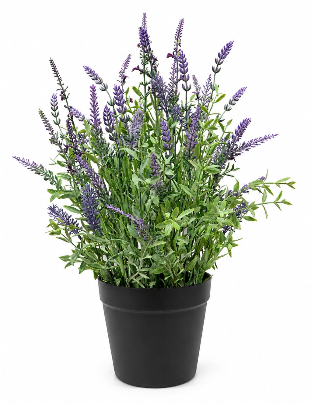 Lavender Plant in Black Pot