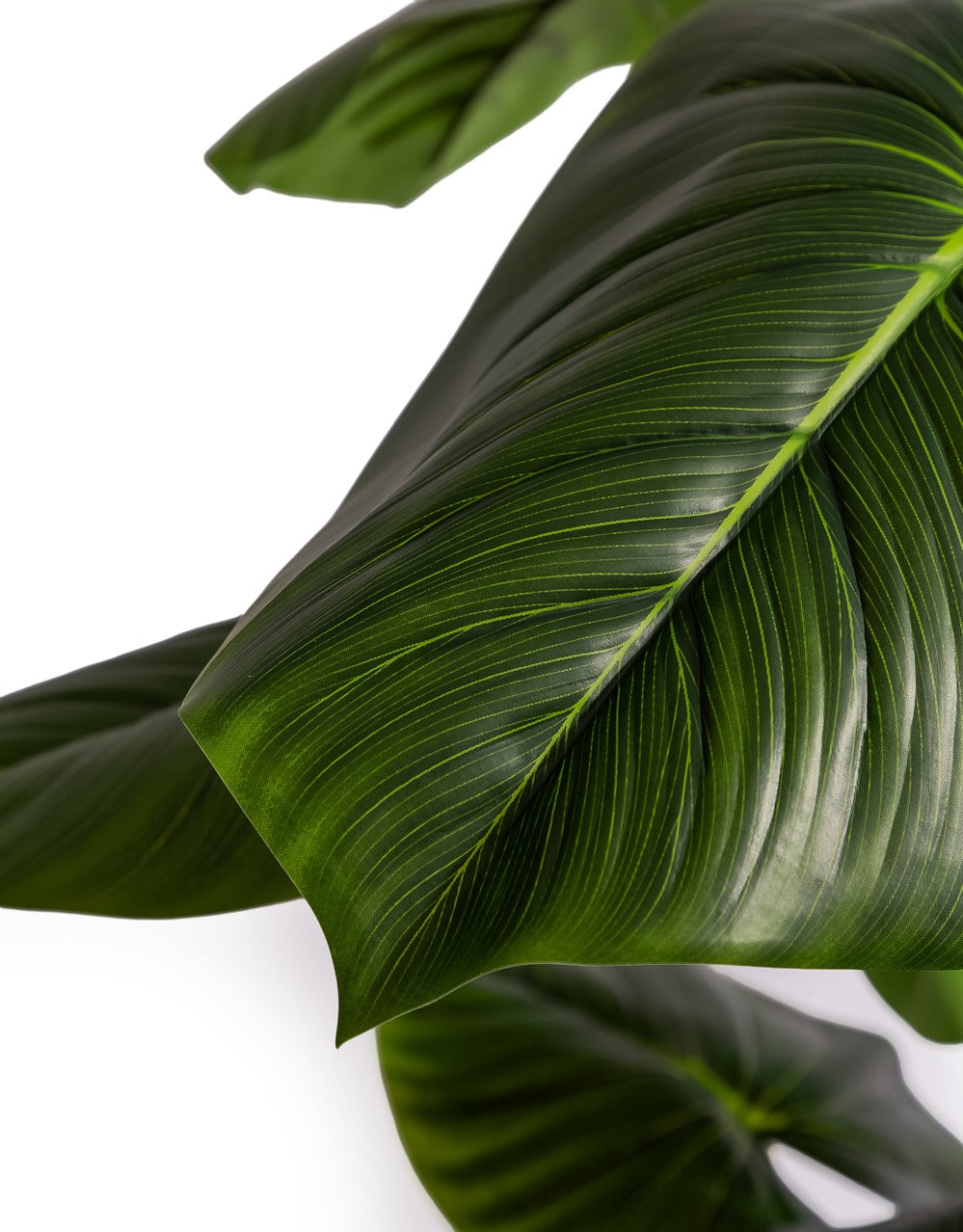 Extra Large Philodendron Tree