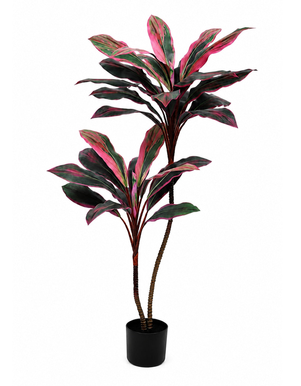 Large Red Dracaena Plant in Black Pot