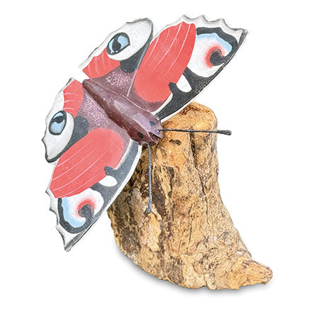 PEACOCK BUTTERFLY ON DRIFTWOOD 2CM WIDE