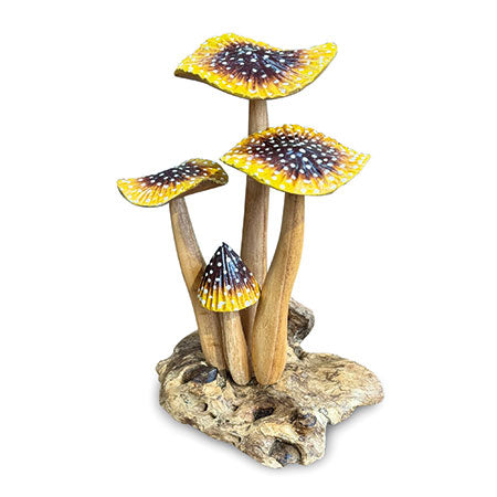YELLOW BLUSHER 4x MUSHROOMS 20-22cm