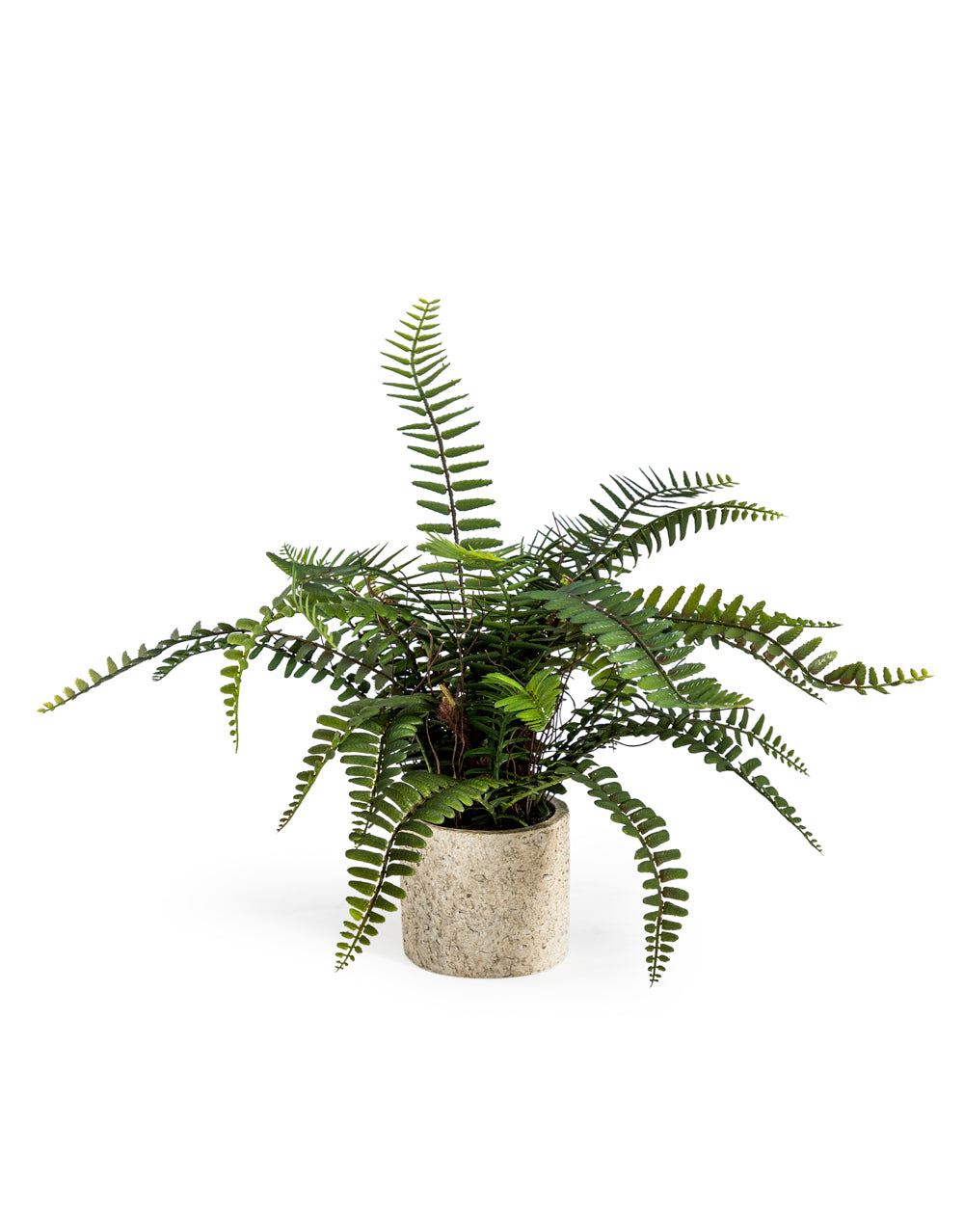 Ornamental Potted Fern Plant
