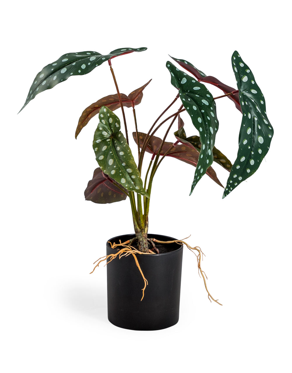 Ornamental Potted Philo Leaf Plant