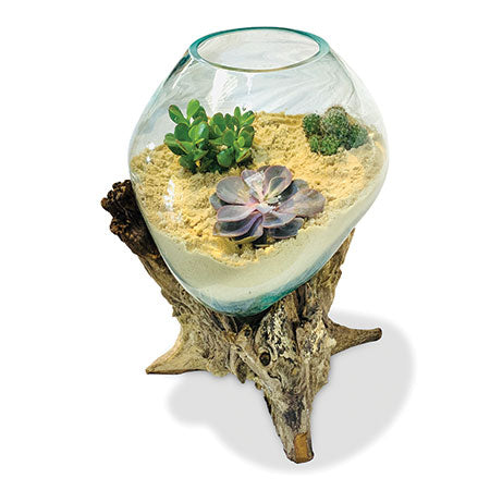 ROOT WITH GLASS SPHERE VIVARIUM
