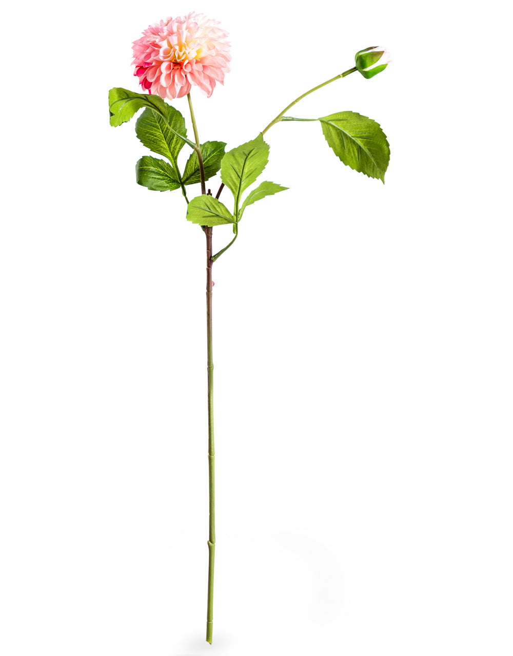Single Pink Dahlia Stem