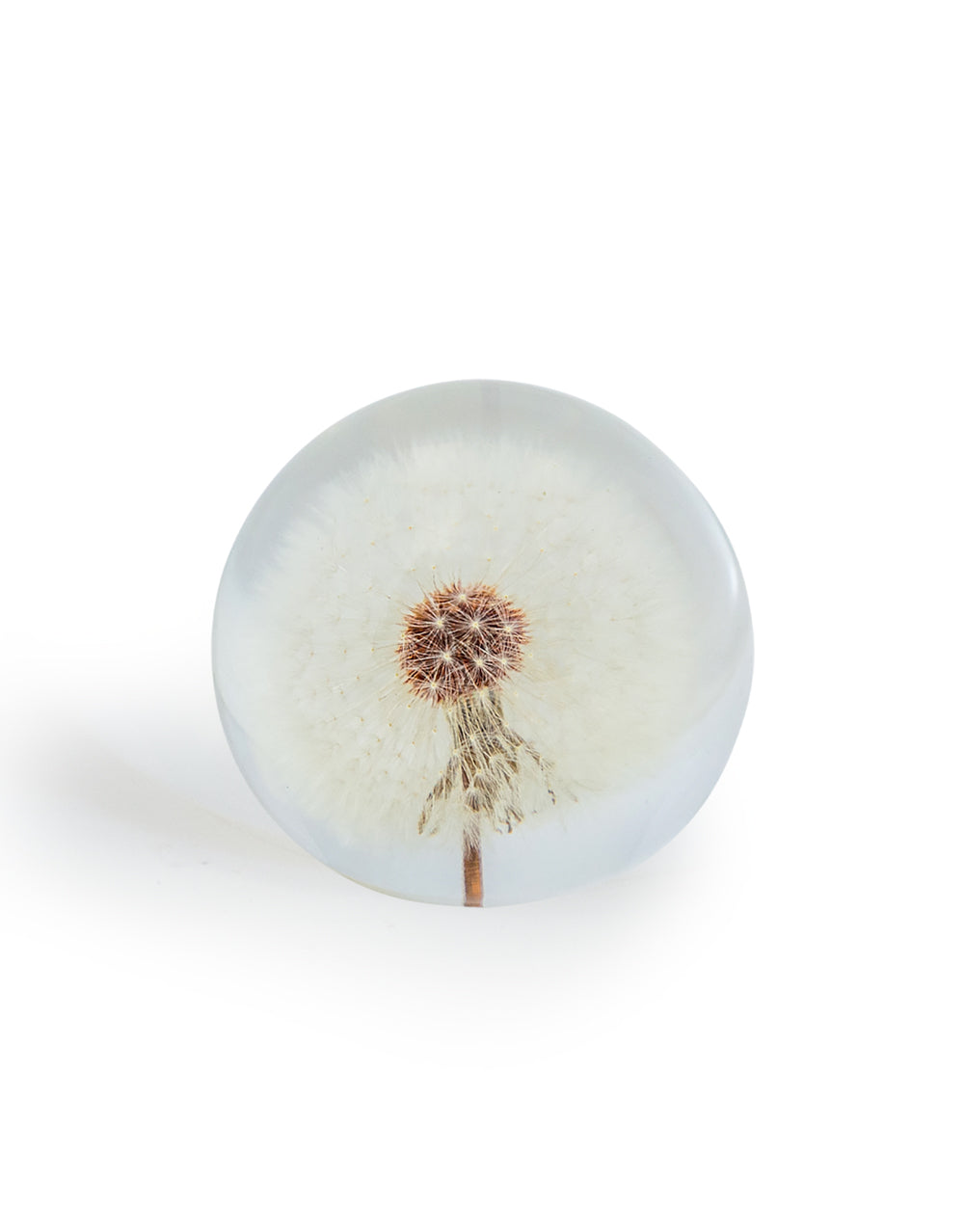 Large Round Acrylic Glass Real Dandelion Paperweight with Gift Box
