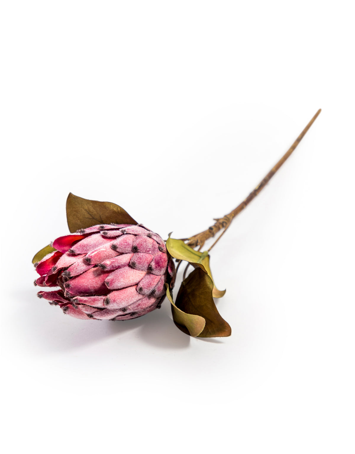 Single Protea Stem