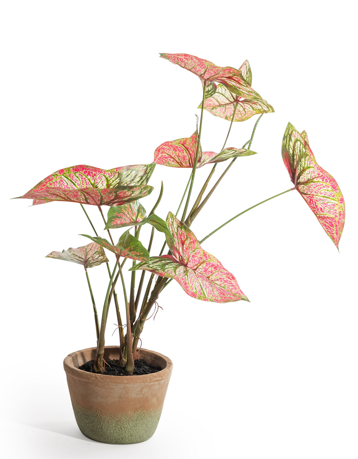 Ornamental Potted Caladium Plant