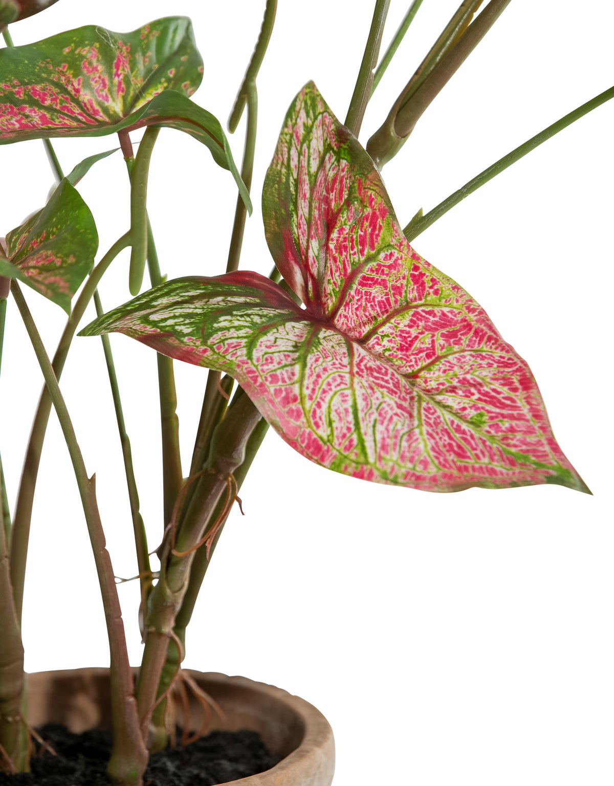 Ornamental Potted Caladium Plant
