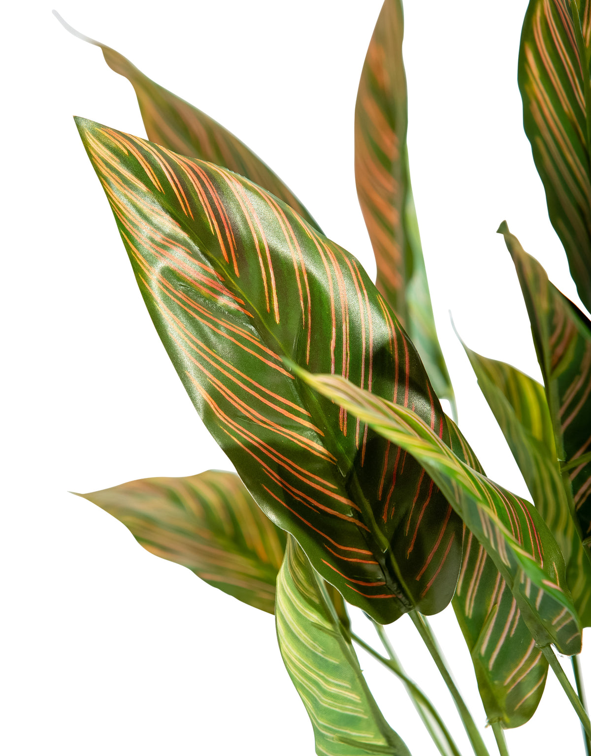 Ornamental Potted Pink Leaf Calathea Plant