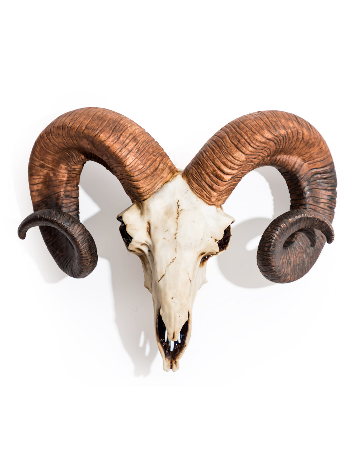 "Natural" Ram Skull Wall Head