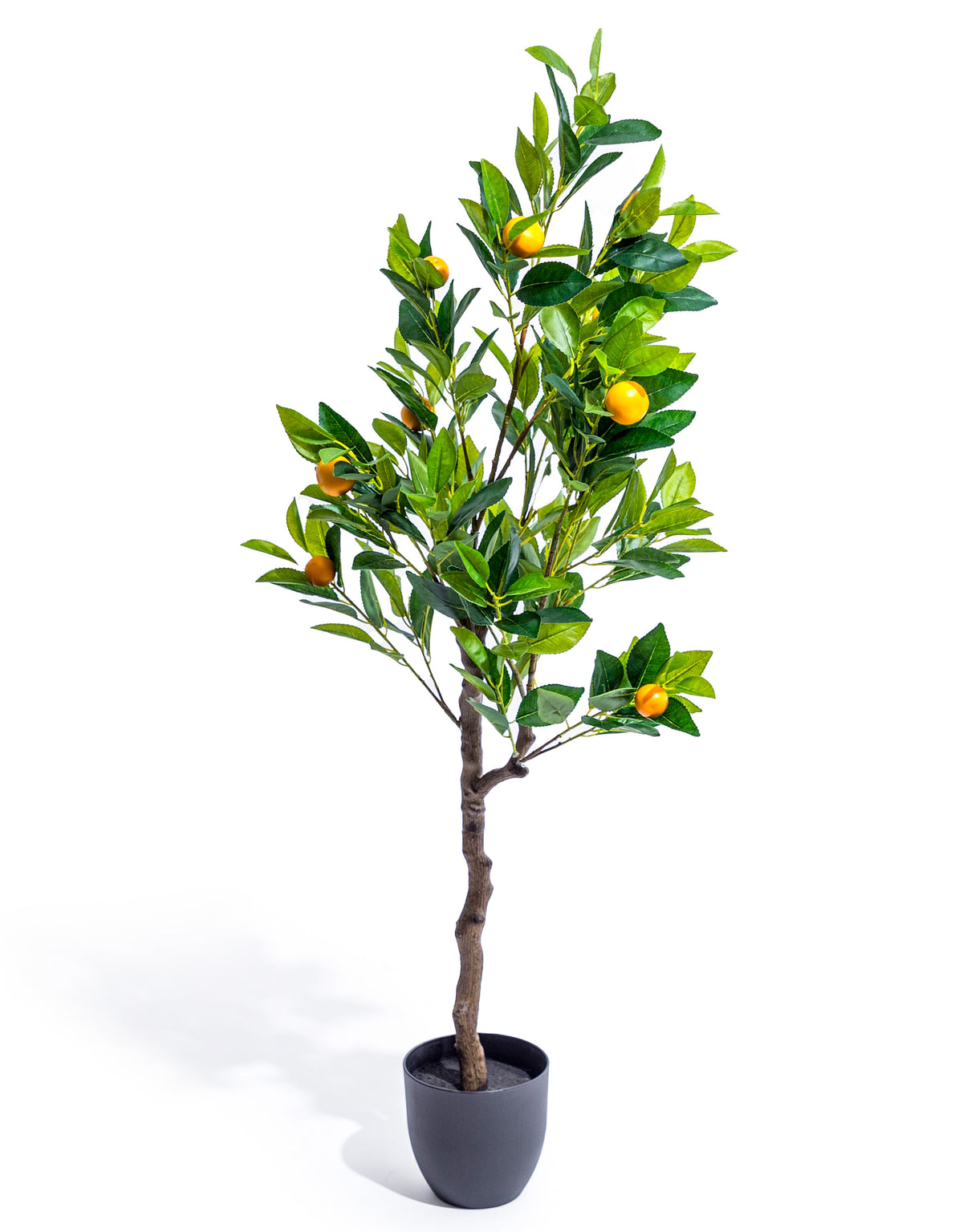 Large Ornamental Potted Orange Tree