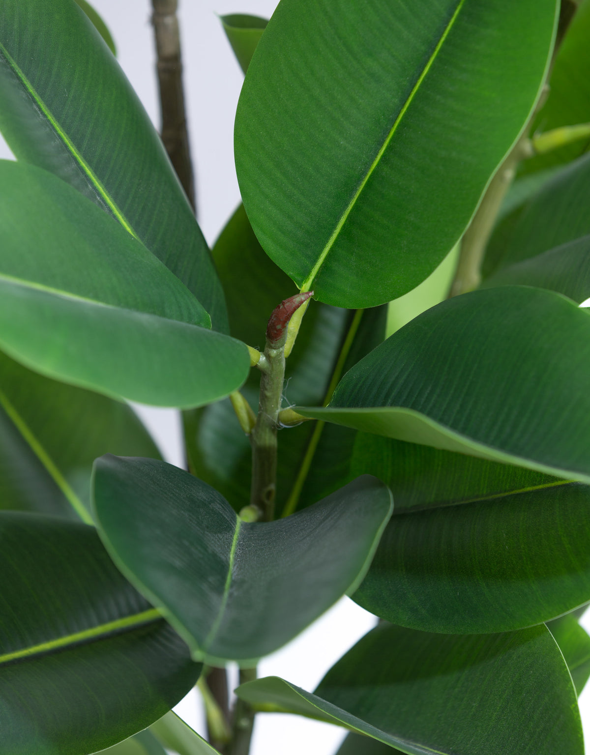 Tall Potted Rubber Plant