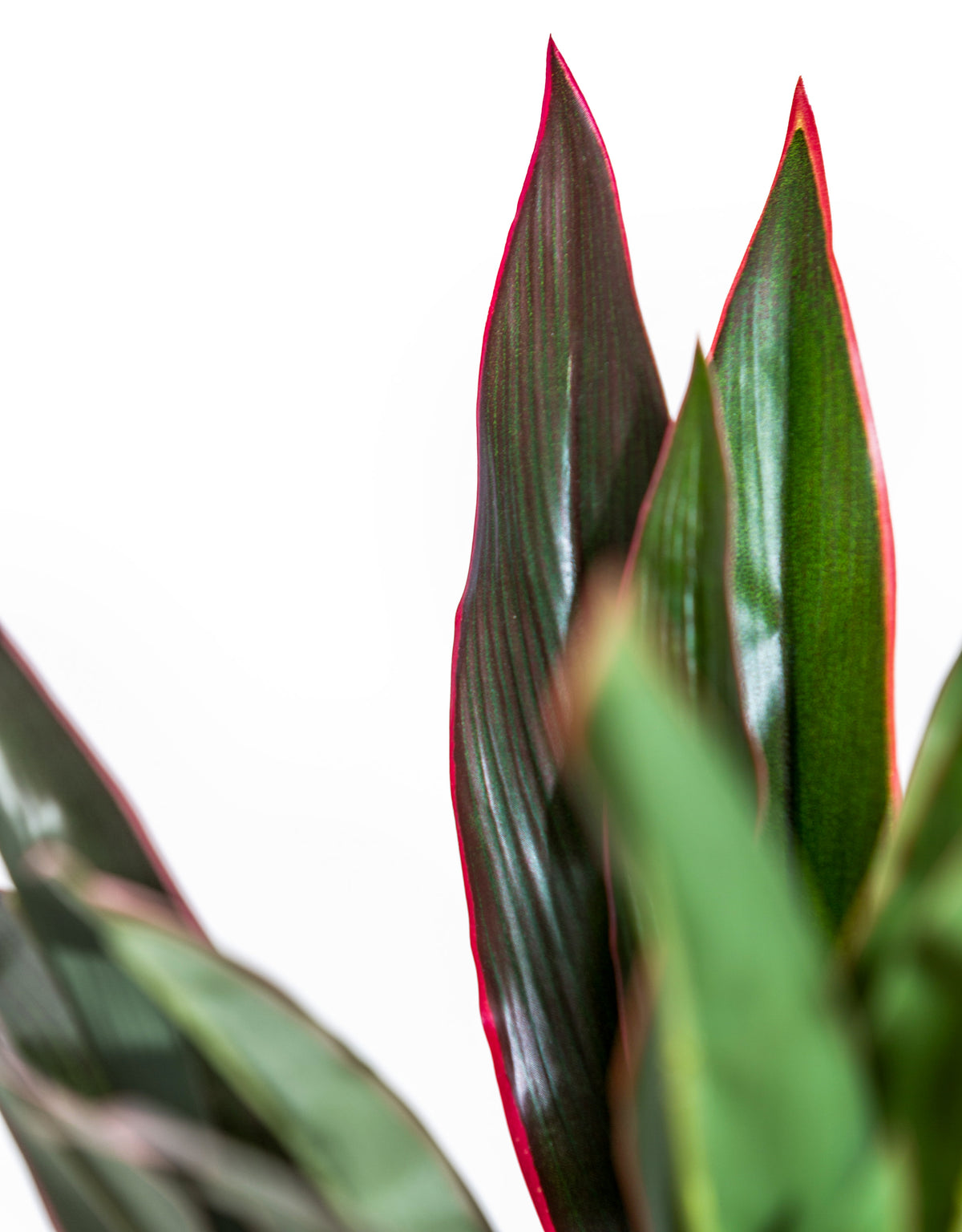 Large Ornamental Potted Red-Edged Dracaena
