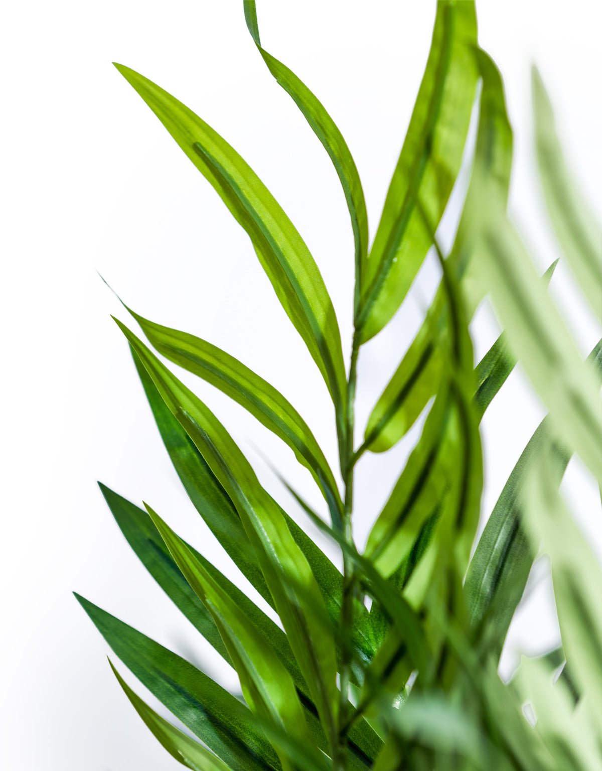 Extra Large Bamboo Tree