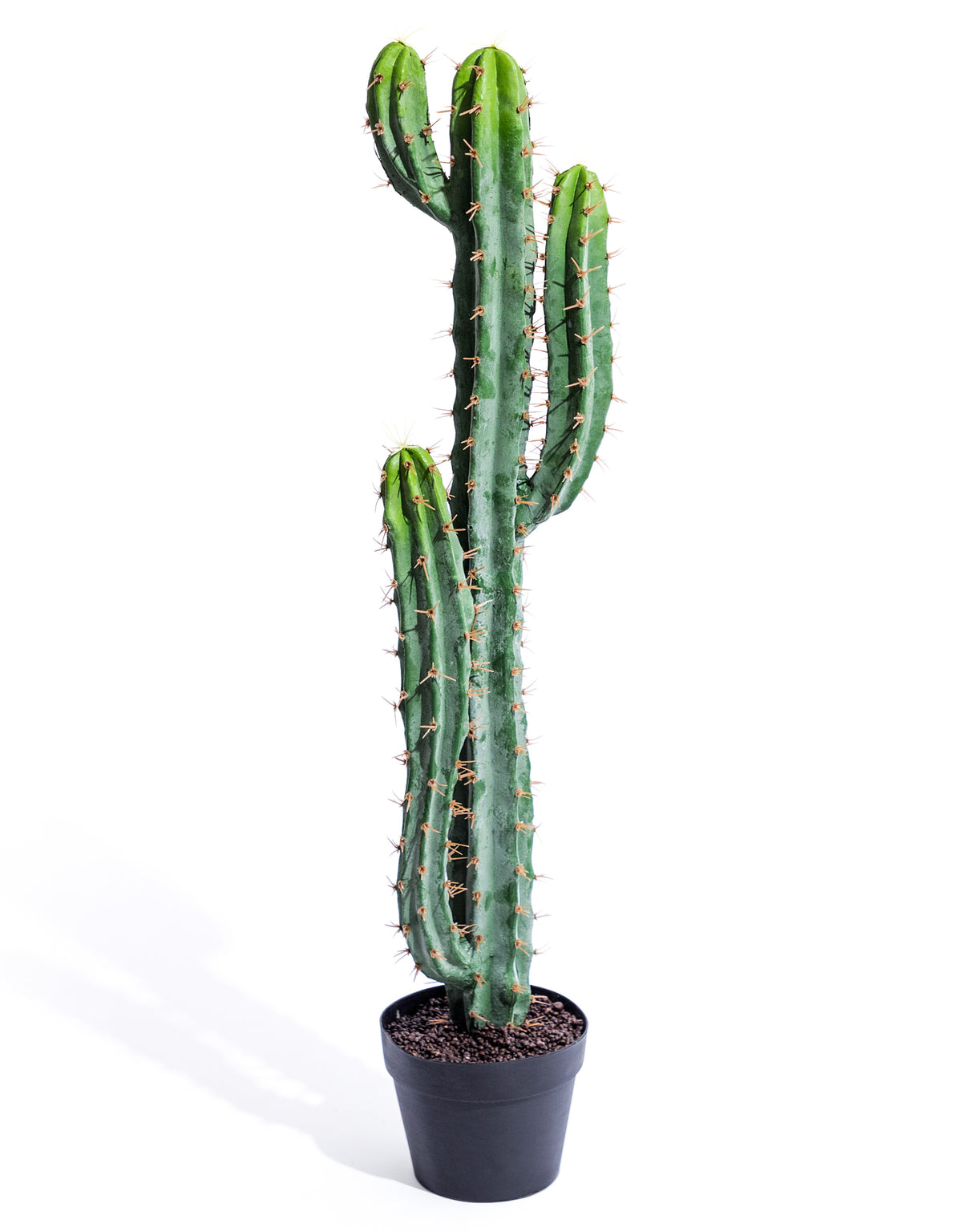 Classic Cactus Plant in Black Pot