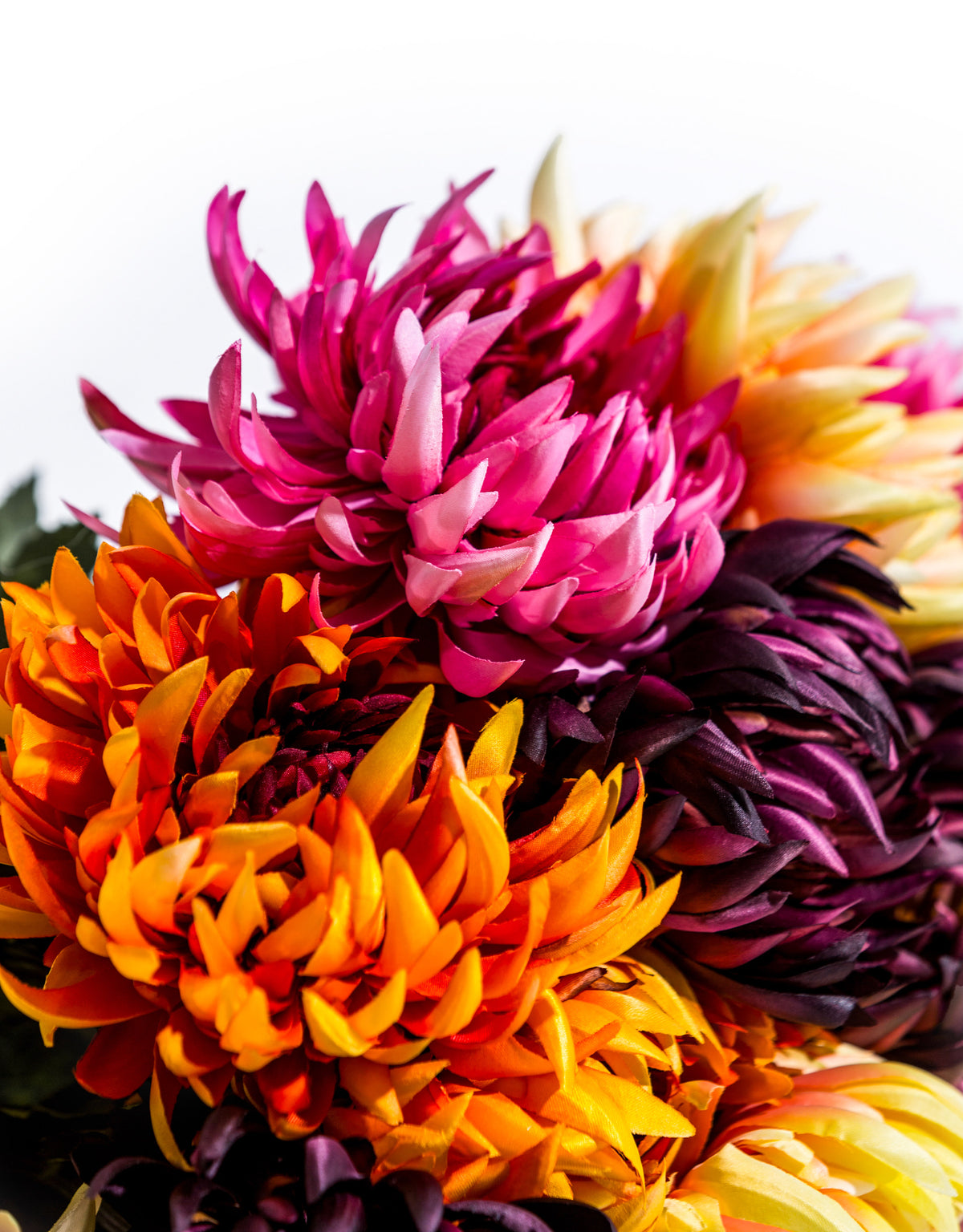 Assorted Mixed Colour Daisy Ball Stems