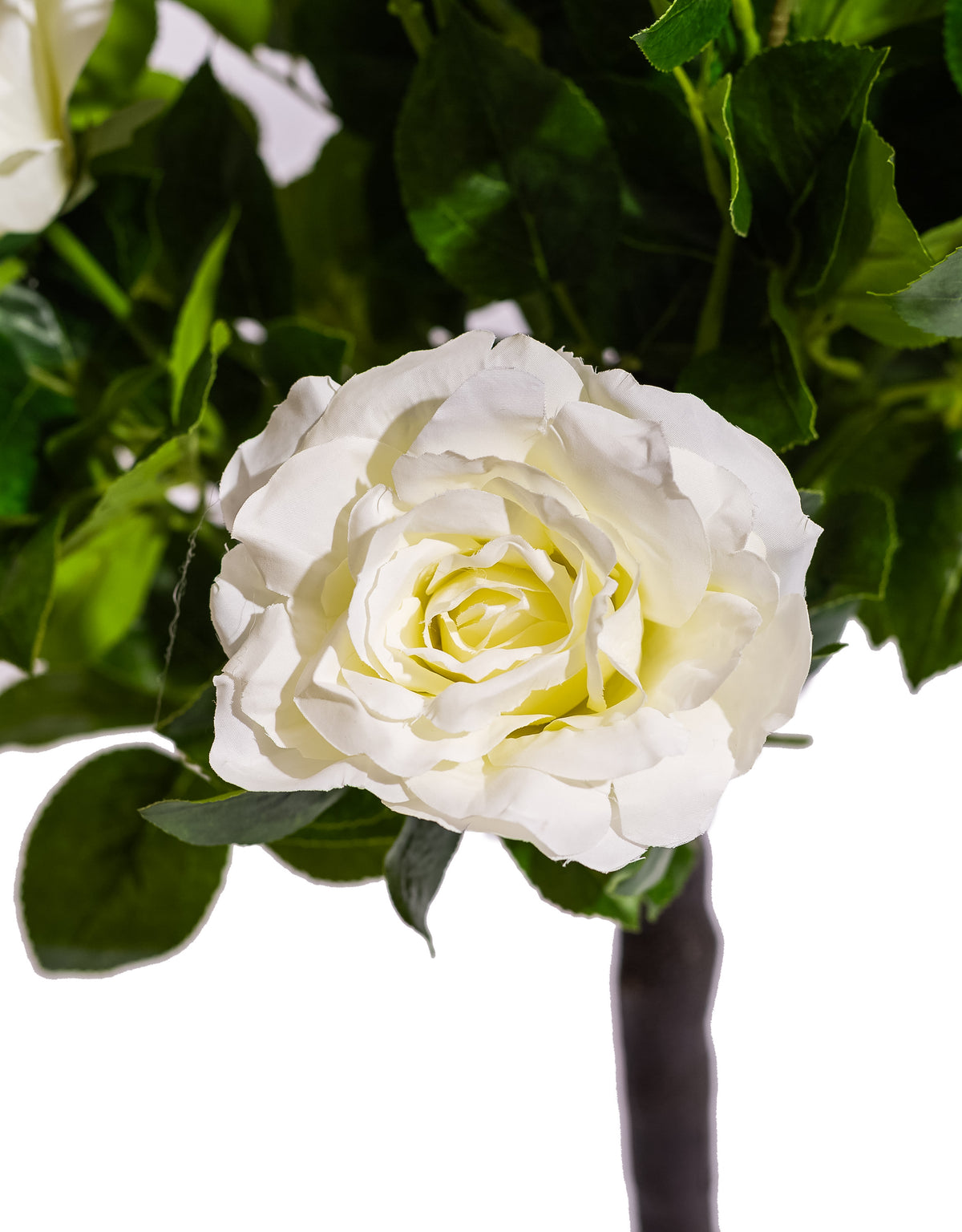 Large Ornamental Potted White Rose Tree