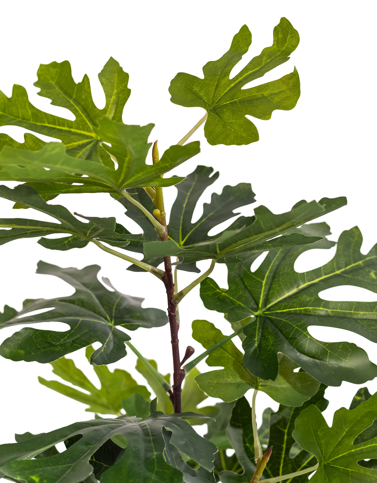 Ornamental Potted Fig Tree