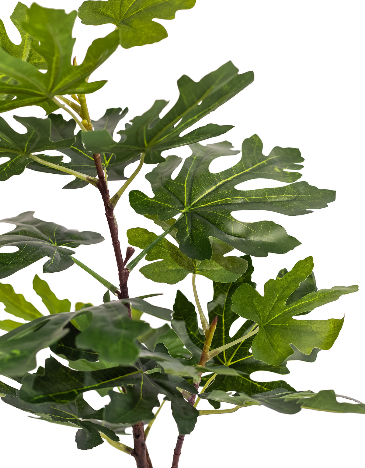 Ornamental Potted Fig Tree