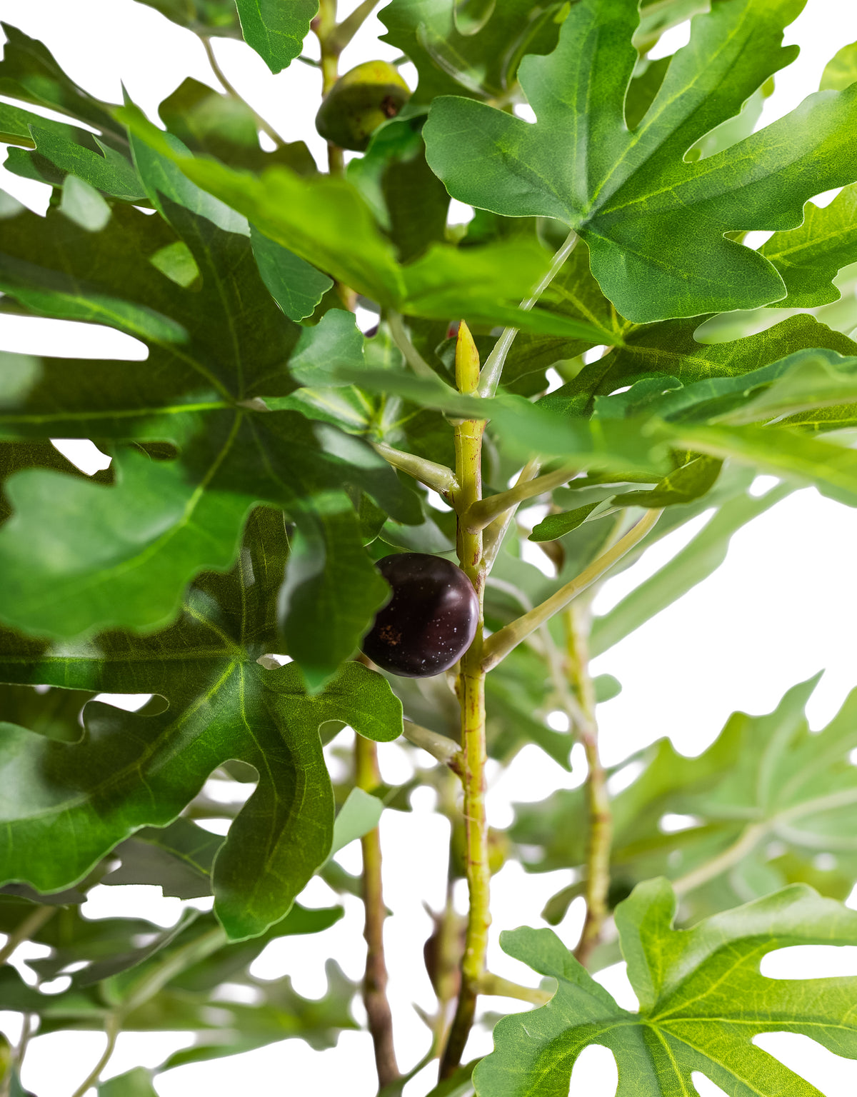 Large Ornamental Potted Fig Tree