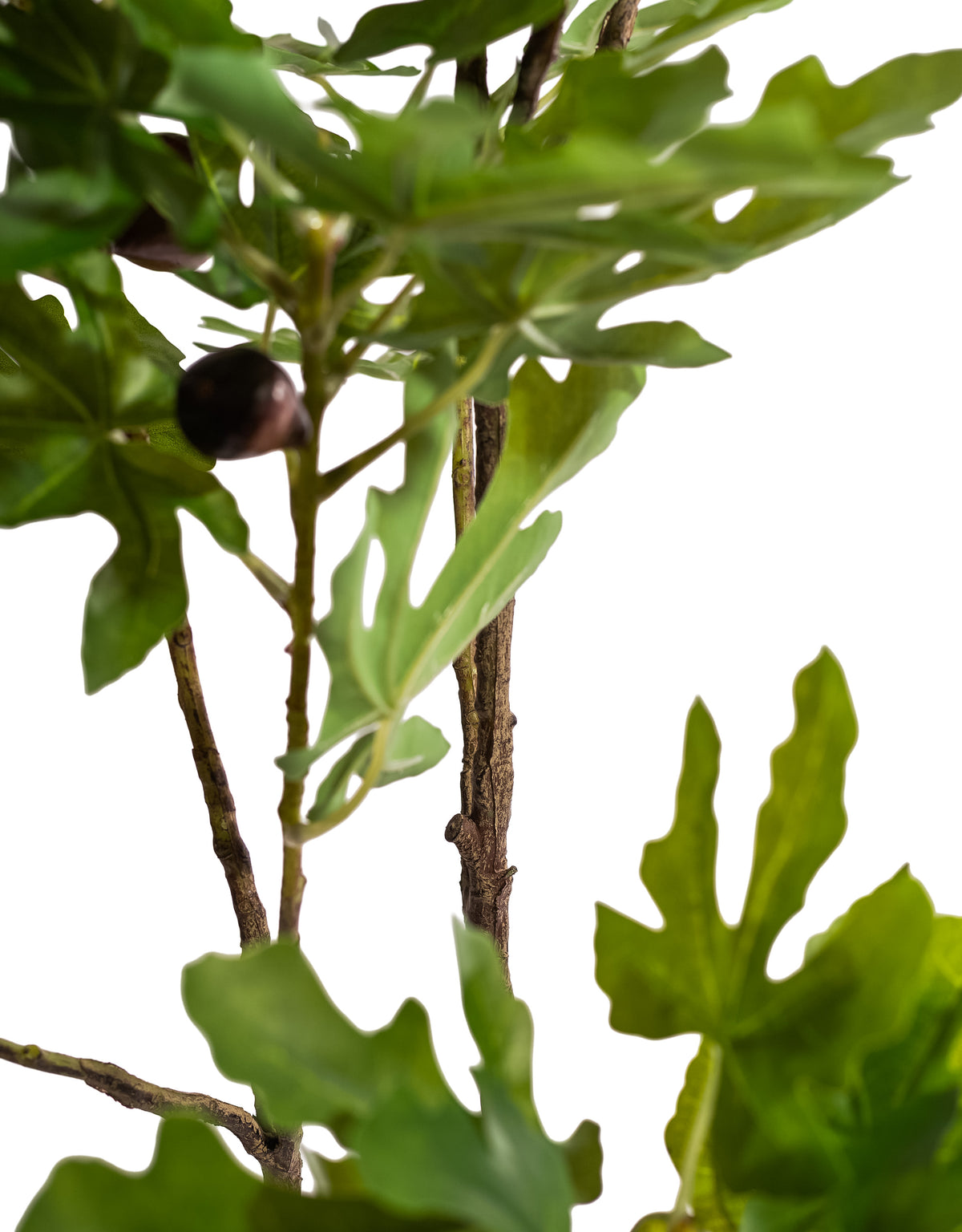 Large Ornamental Potted Fig Tree