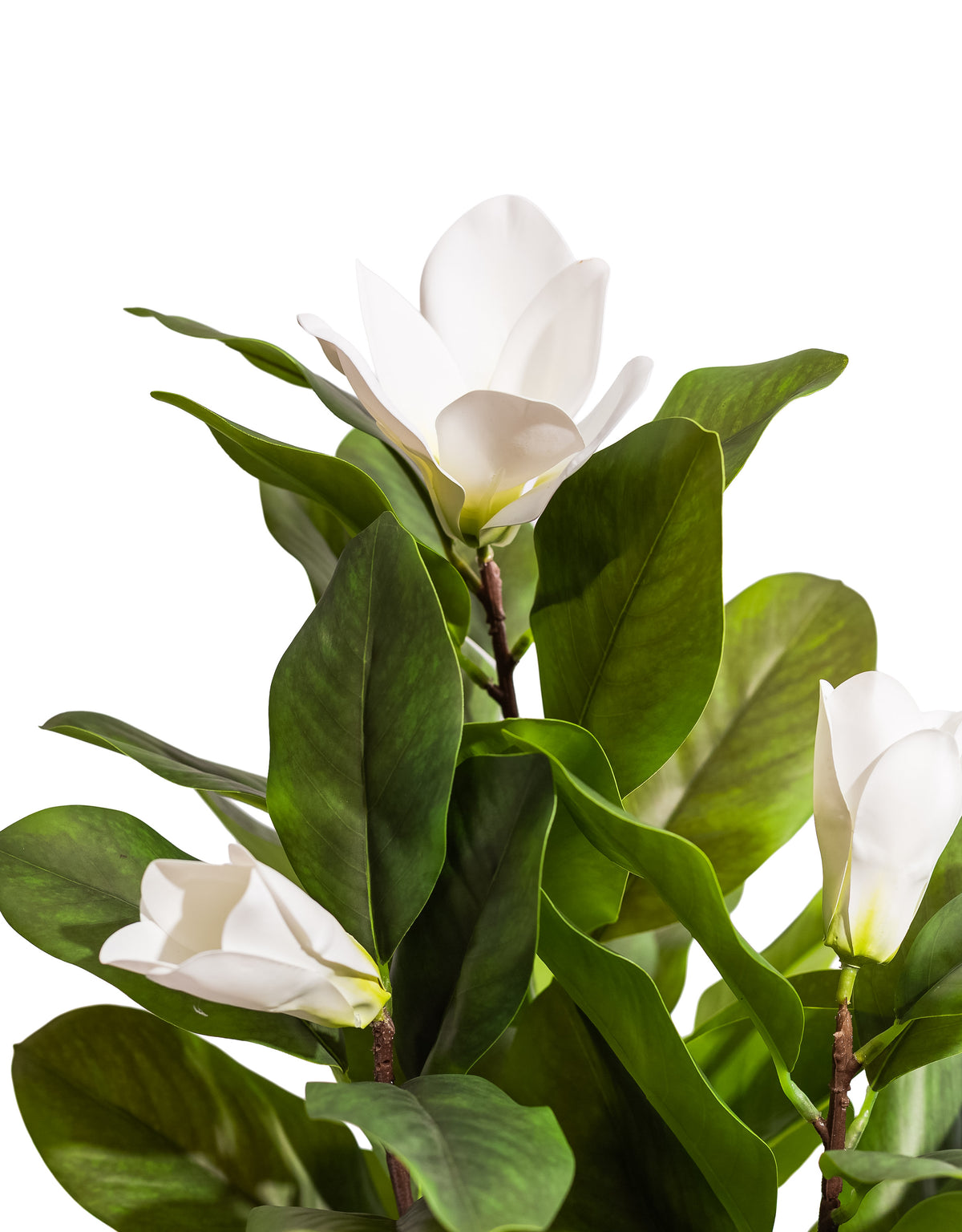Ornamental Potted Magnolia Tree