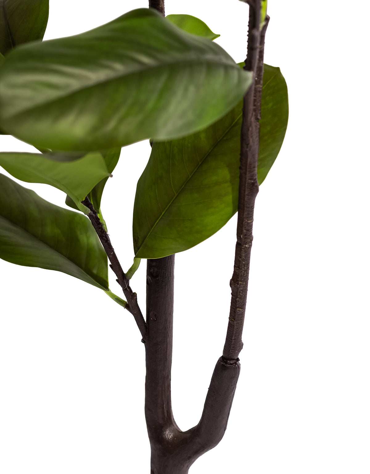 Ornamental Potted Magnolia Tree