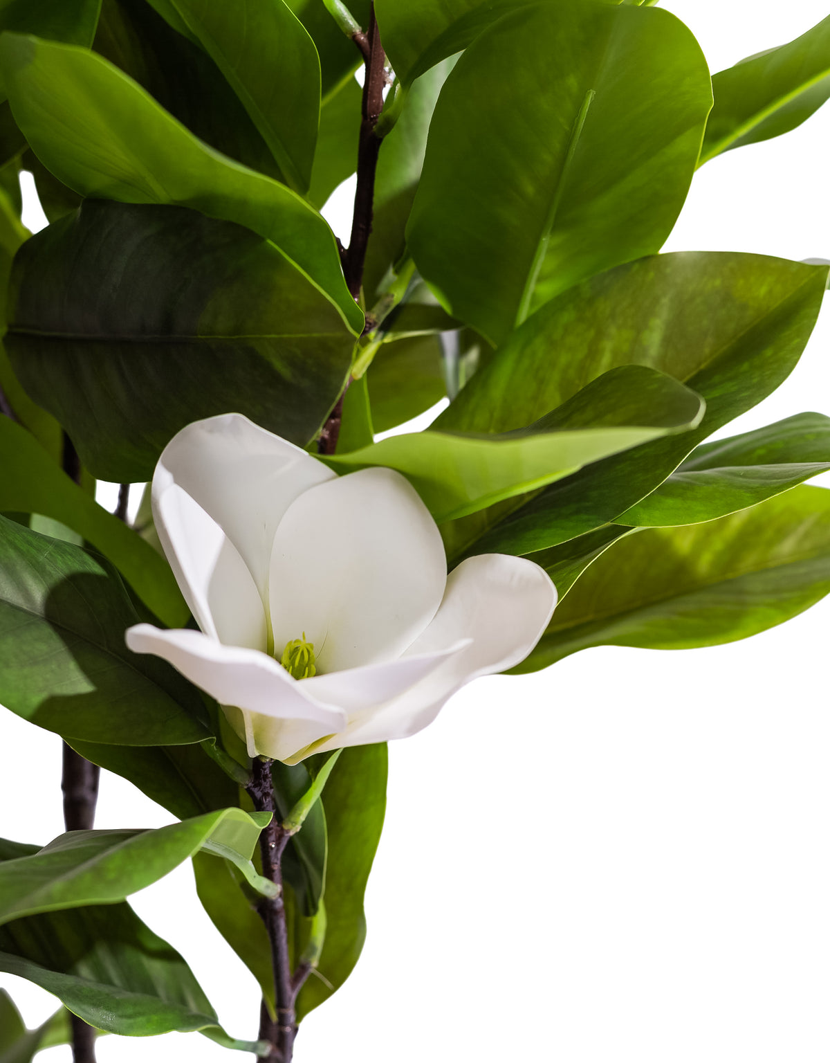 Ornamental Potted Magnolia Tree