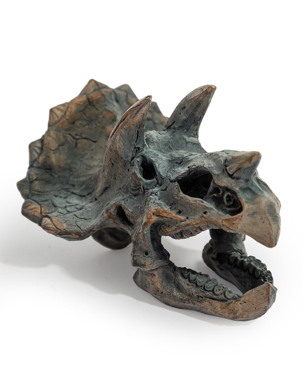 Triceratops Skull Table Decor