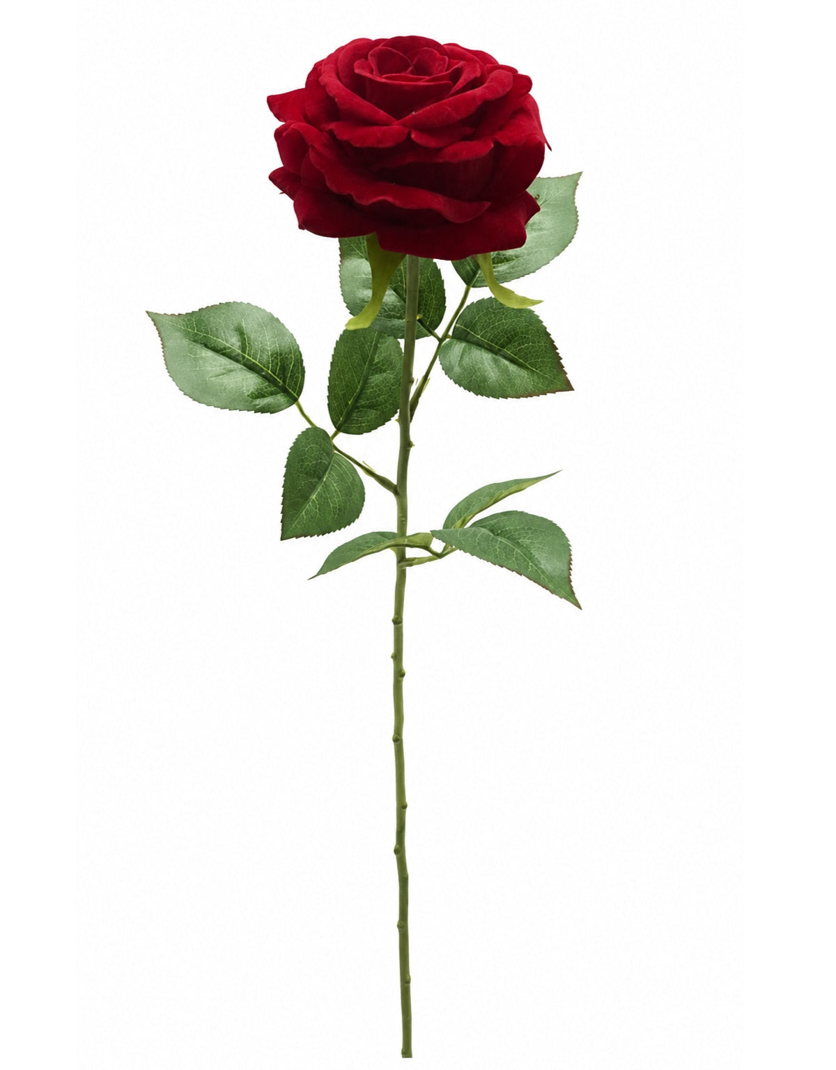 Single Red Rose Stem