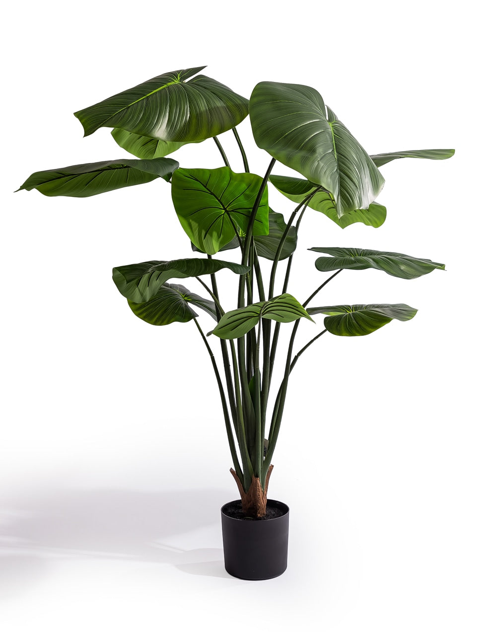 Extra Large Philodendron Tree