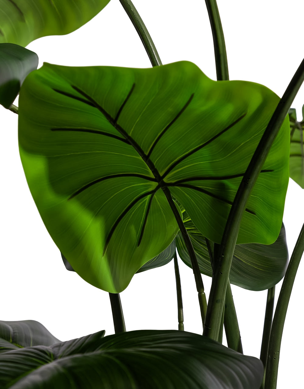 Extra Large Philodendron Tree