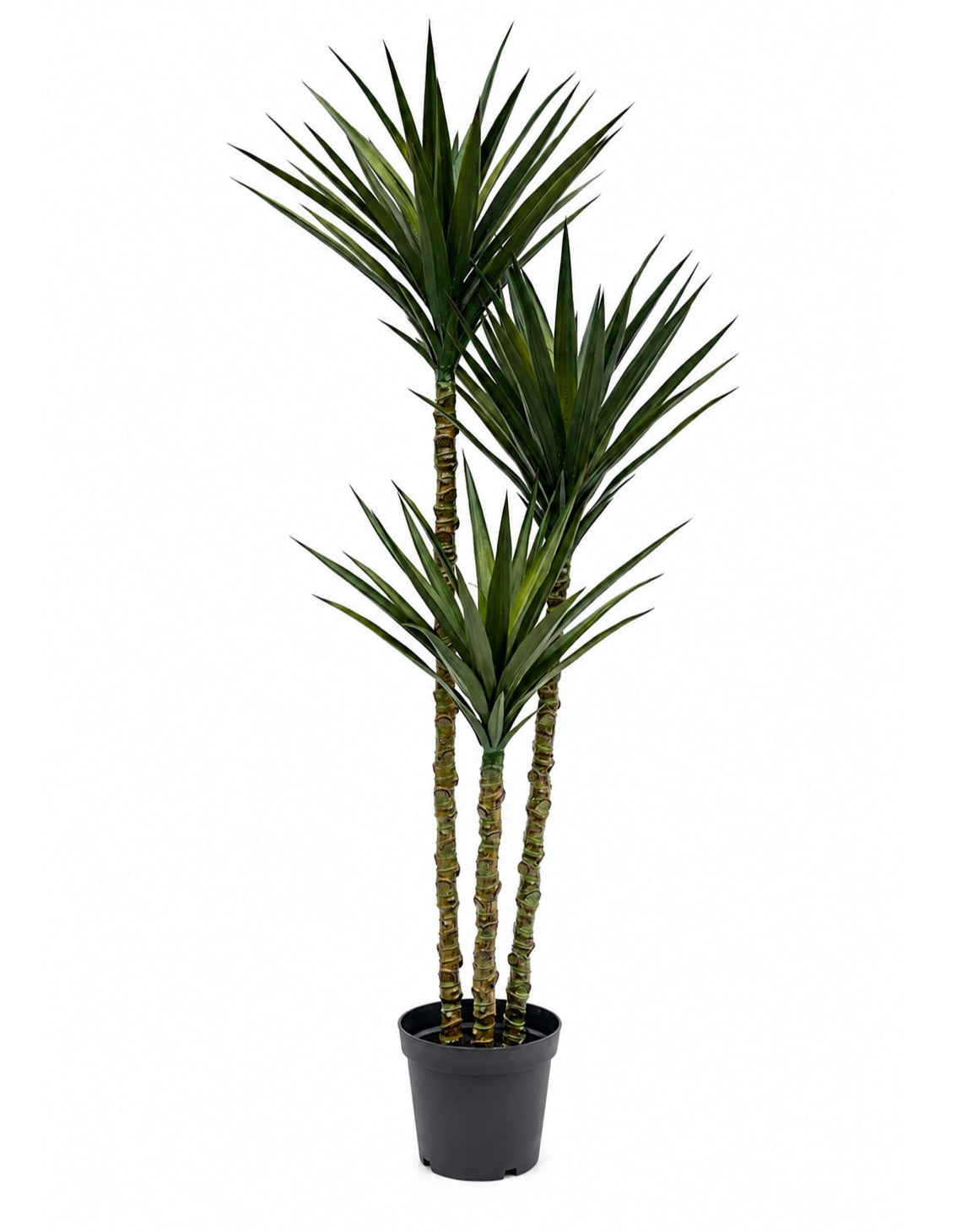Extra Large Triple Stem Sisal Tree