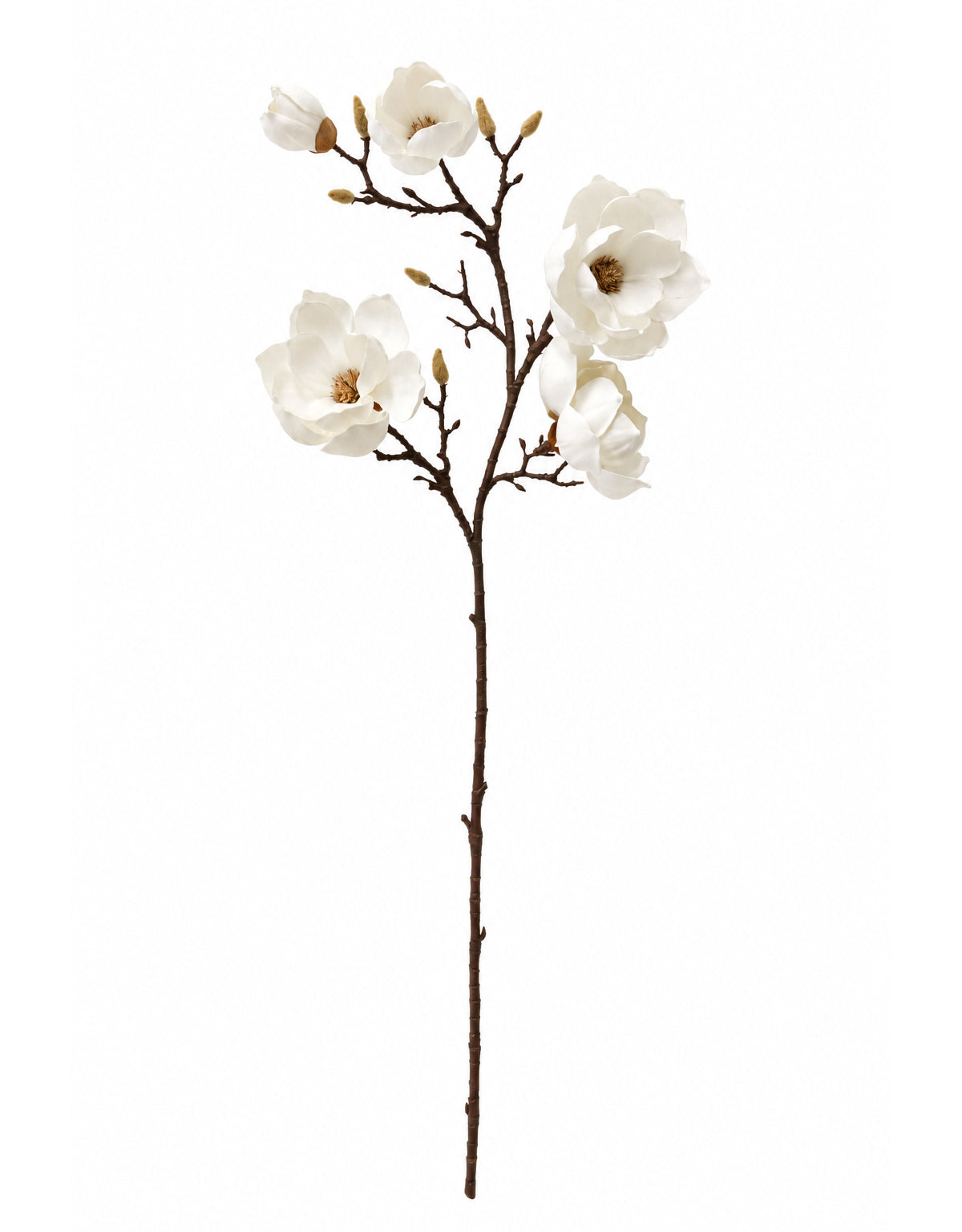 Magnolia Branch Stem
