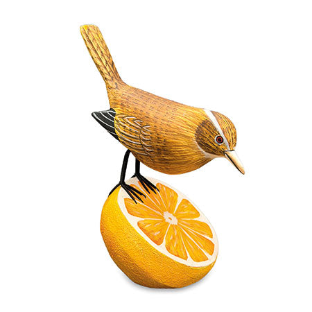 WREN MUNCHING AN ORANGE