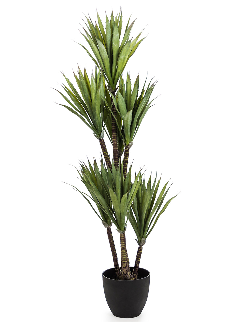 Large Ornamental Yucca Tree in Black Pot