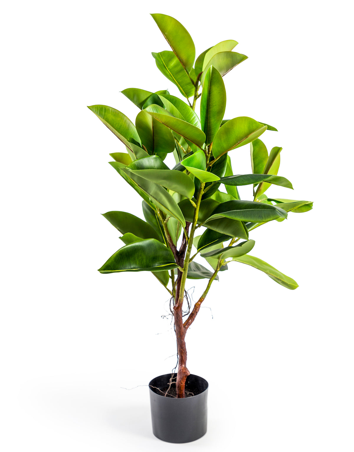 Small Potted Conifer Tree