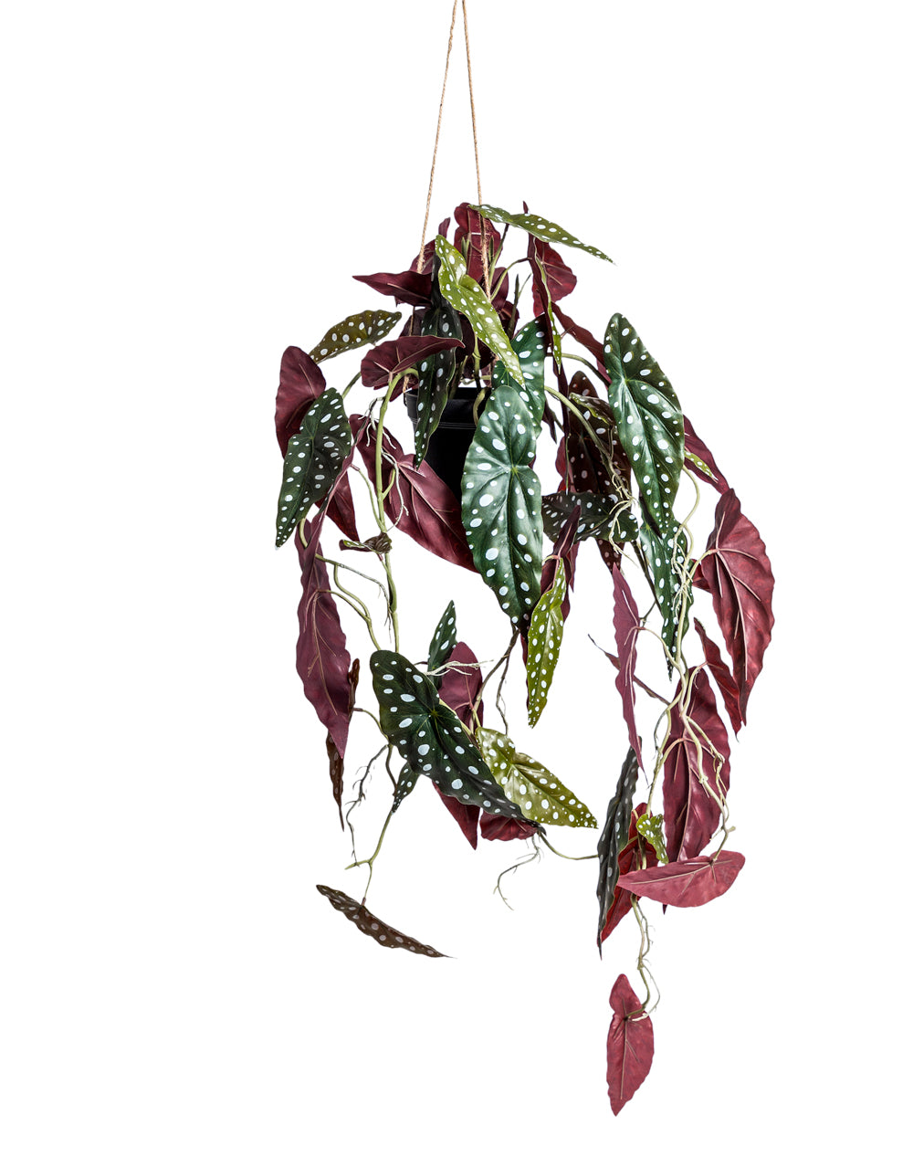Ornamental Hanging Alocasia Vine in Black Pot