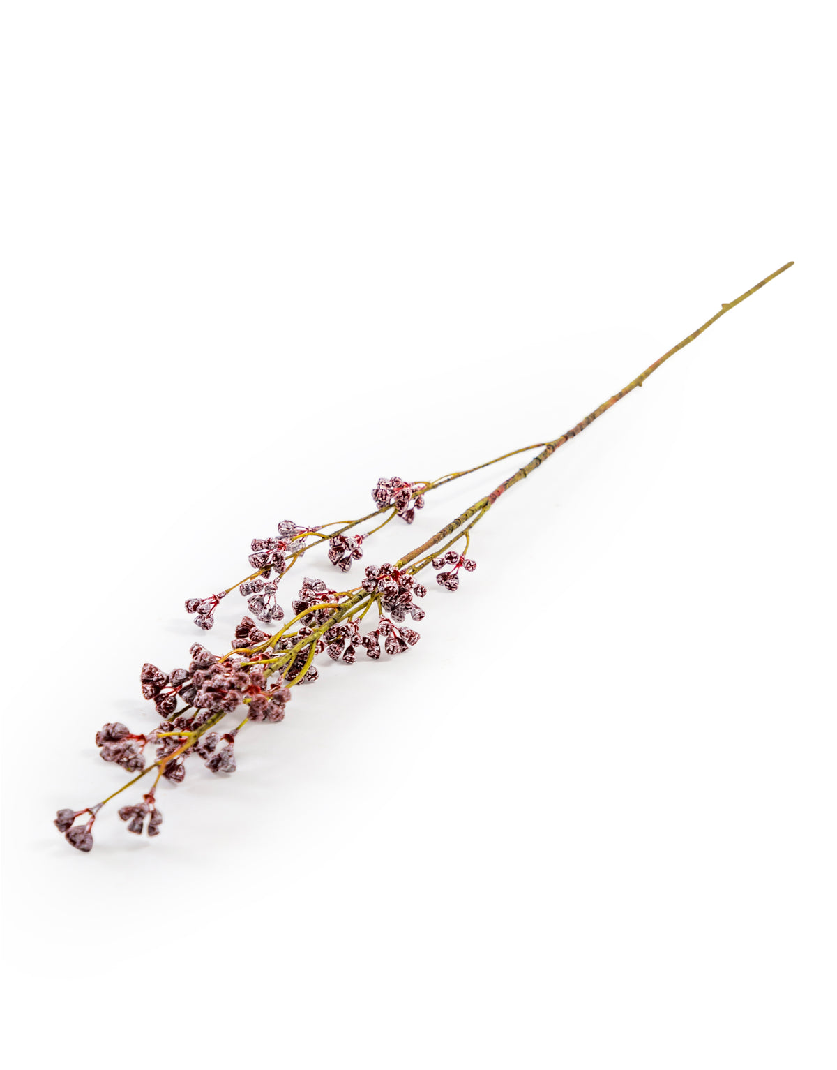Japanese Prickly Ash Stem