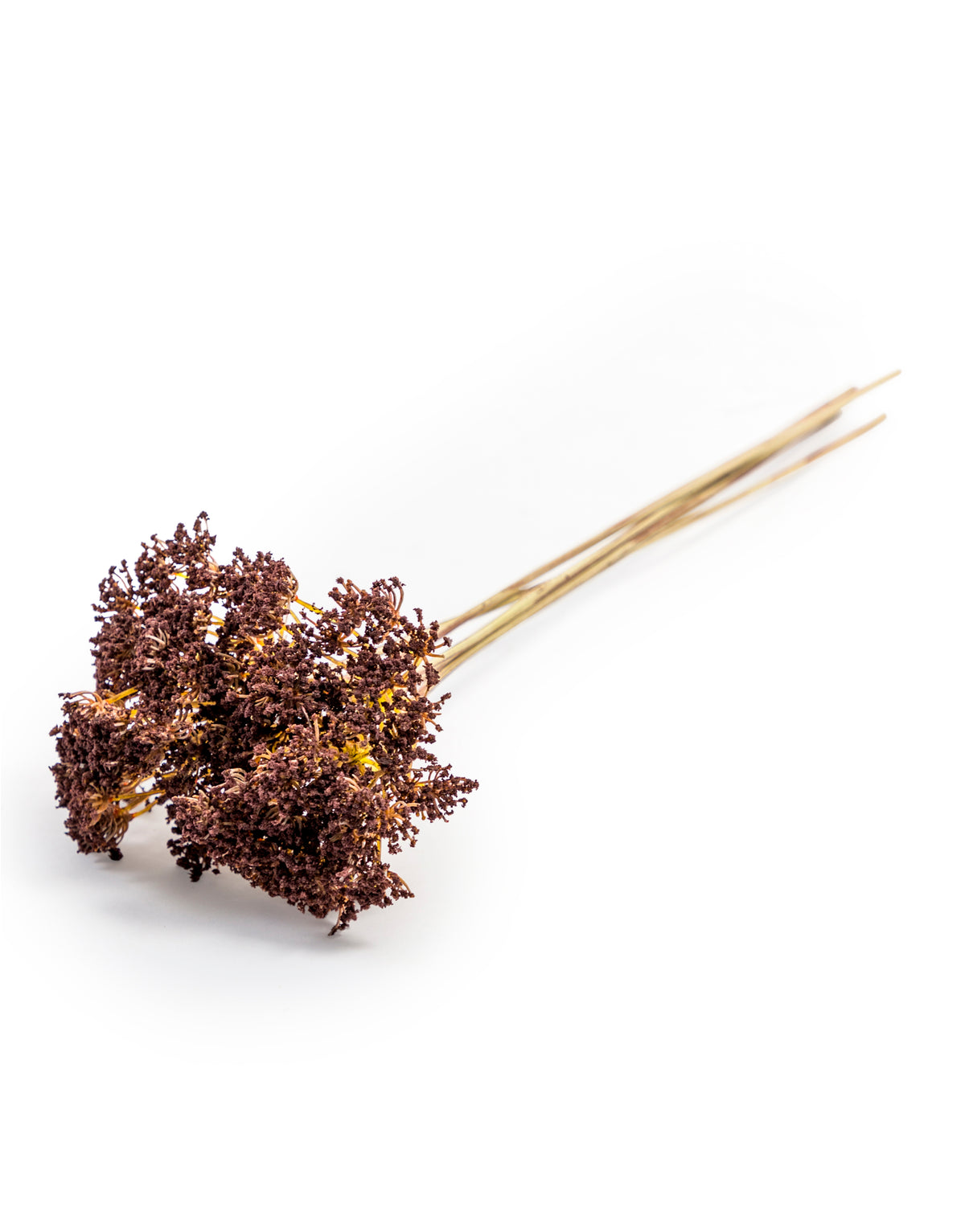 5 Stem Bunch of Cow Parsley - Burgundy