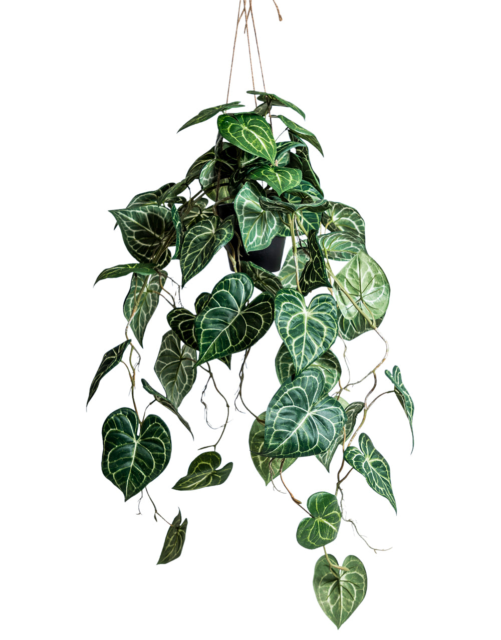 Ornamental Hanging Vine in Black Pot